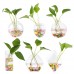Hanging Plant Flower Glass Ball Vase Terrarium Wall Fish Tank Aquarium Container   142723438202
